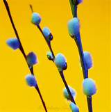 Pussy Willow Salix Discolor Johnny Greig Photographer