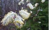 By Now It S Difficult To Find Evidence Of Pussywillows In Our Woods