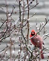 The Cardinal And The Pussy Willow Bush Pussy Willow Yard Endangered