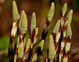 Baby Cattails Pussy Willows Cattails Sweet Peas Pinterest