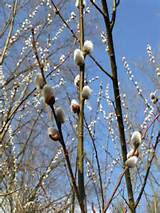 Pussy Willows 19th Century Garden Plant Victorian Plants