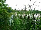 Pussywillows Cattails Soft Winds And Roses Ripple Effects