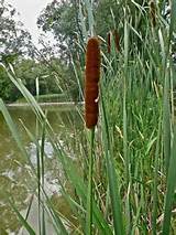 For Some Inexplicable Reasons I M Much Fond Of Cattails The First