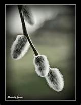 Pussy Willows Flora Pinterest