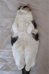 Big Fat Pussy Cat Fat Pussy Cats Pinterest