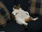 Fat Cat Kicking Back On The Sofa Is Just About All This Overweight