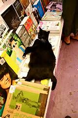 Black Fat Pussy Cat Flickr Photo Sharing