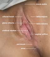 Labia Minora Inner Labia Hair Has Been Removed