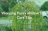 Weeping Pussy Willow Tree Care Tips See The Plant Nicknamed Cousin