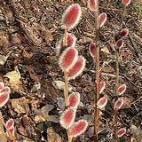 Pink Pussy Willow Salix Chaenomeloides Mt Asama