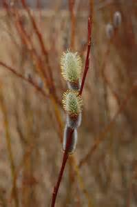 Pussy Willow Free Stock Photo HD Public Domain Pictures