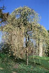 Pussy Willow Salix Caprea Pendula HGTV Gardens