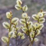 Pussy Willow Salix Caprea My Garden Life