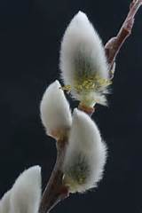 Pussy Willow PussyWillows Pinterest