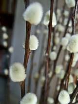 Pussy Willows Pussy Willow Plant Pinterest