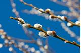 Starting A Pussy Willow Plant From A Branch ThriftyFun