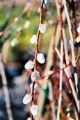 Click To View Full Size Photo Of French Pussy Willow Salix Caprea At