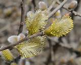 Pussy Willow