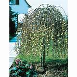 Shop 5 5 Gallon Pink Weeping Pussy Willow Tree LW01654 At Lowes Com