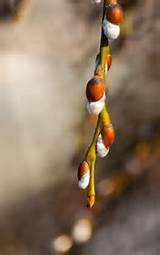 Pussy Willow