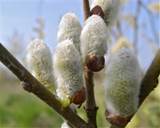 Pussy Willow Flower