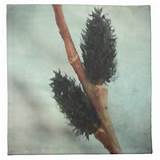 Black Pussy Willow Tree Bud Spring Bloom Cloth Napkins