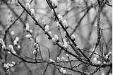 Pussy Willow Tree Cherry Blossoms And Pussy Willows Pinterest