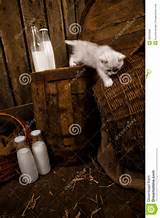 Pussy Cat With Milk Royalty Free Stock Image Image 30830356