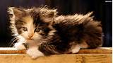 Image Free Images Cats Wallpapers Cats 1920x1080 Cd NDI3OA