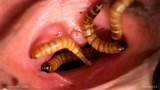 31 Maggots In Pussy Maggots In Pussy Photo Picture Image And