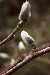 Pussy Willow By Vincesw