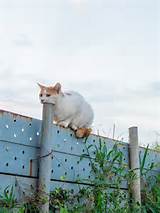 PsBattle This Cat Eating A Pole