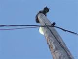 Cat On Electric Pole Cool Fun Pics Cat On Electric Pole