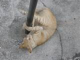 Cat Pole Dance Flickr Photo Sharing