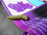 European Puss Moth Catterpillar Found This Little Guy Crawling On Me