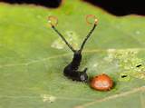 Puss Moth Caterpillar Herts England