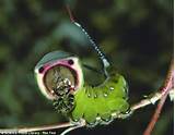 Puss Moth Larvacerura Vinuladefensive Positiontypicallypuss Moth Larva