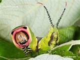 Puss Moth Caterpillar Cerura Vinula 2015 Steve Ogden