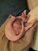 Naked Cats Are Born Exhibitionists Imgur