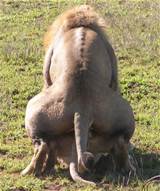 Lion Sex Zoom