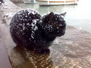 Description Black Cat Being Snowed On Jpg