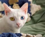 Why Do Some Cats Have Two Different Colored Eyes THE PUSSINGTON POST