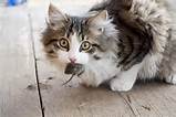 Is It Safe For My Cat To Eat Mice Albuquerque VetCo