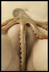 Octo Pussy 159315 Octopussy