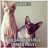 Dirty Funny Joke Cats LOL Pinterest