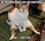 Cat Animals Funny Cat Christmas Funny Stuff Humor Fat Cats