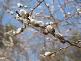 Giant Flowered Pussy Willow Shrub