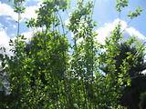 25 Pc Lot White Pussy Willow Tree Bush Stems For Talisman Other