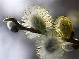 Pussy Willow Bush Designing Ideas For My Tattoos Pinterest