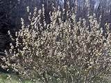 Pussy Willow Acreage Trees Shrubs Pinterest